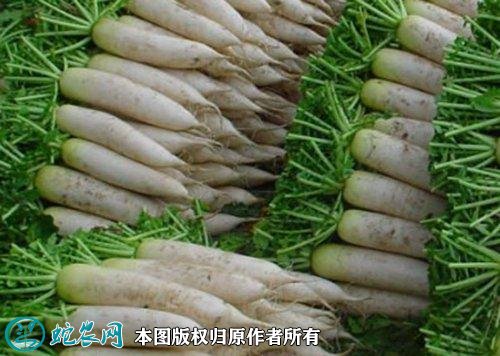 2021年2月26日萝卜价格行情、今日各种萝卜多少钱一斤?