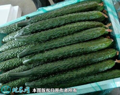 2021年2月26日德瑞特黄瓜价格行情、今日德瑞特721黄瓜多少钱一斤?