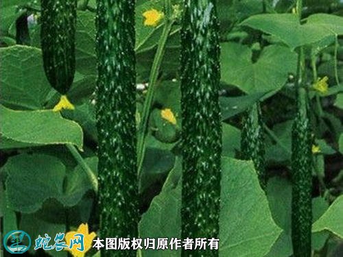 2021年2月26日刺黄瓜价格行情、今日刺黄瓜多少钱一斤？