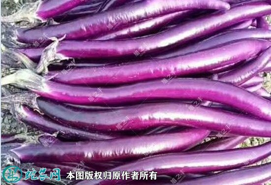 2021年2月26日长茄价格行情、今日长茄子多少钱一斤?