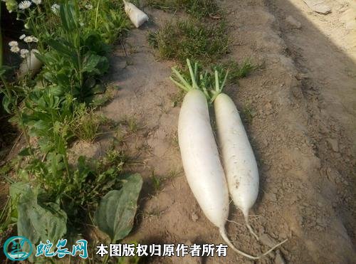 2021年2月26日白萝卜价格行情、今日白萝卜多少钱一斤?