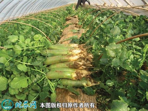 2021年2月26日青萝卜价格行情、今日青萝卜多少钱一斤?
