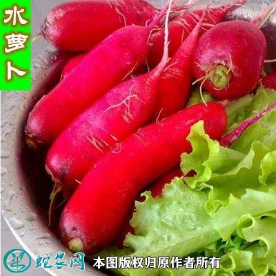 2021年2月26日水萝卜价格行情、今日水萝卜多少钱一斤?