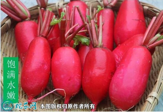 2021年2月26日红皮萝卜价格行情、今日红皮萝卜多少钱一斤？