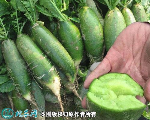 2021年2月26日沙窝萝卜价格行情、今日天津卫青萝卜多少钱一斤？