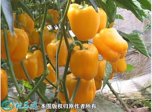 2021年2月27日黄皮辣椒价格行情、今日黄皮尖椒多少钱一斤?