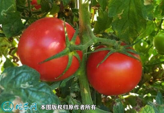 2021年2月27日大红西红柿价格行情、今日大红西红柿多少钱一斤?