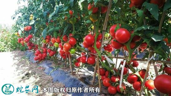 2021年2月27日石头番茄价格行情、今日石头番茄多少钱一斤？