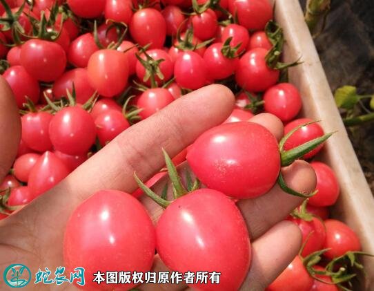 2021年2月27日圣女果价格行情、今日各种樱桃小番茄多少钱一斤?