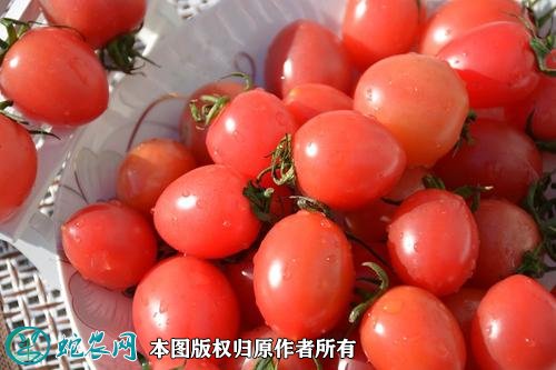 2021年2月27日千禧圣女果价格行情、今日千禧圣女果多少钱一斤?