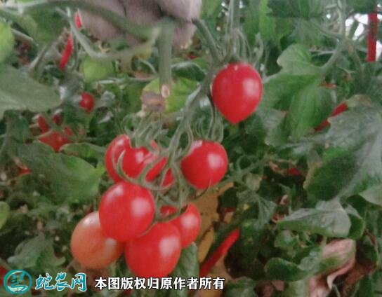2021年2月27日釜山88圣女果价格行情、今日釜山88圣女果多少钱一斤?