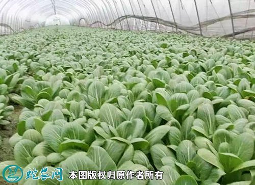 2021年2月27日青菜价格行情、今日各种青菜多少钱一斤?