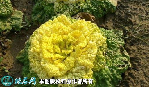 2021年2月27日黄心菜价格行情、今日黄心菜多少钱一斤？