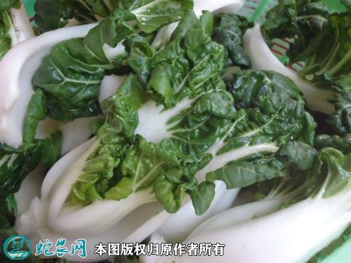 2021年2月27日奶白菜价格行情、今日奶白菜多少钱一斤?