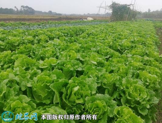 2021年2月27日生菜价格行情、今日各种生菜多少钱一斤?