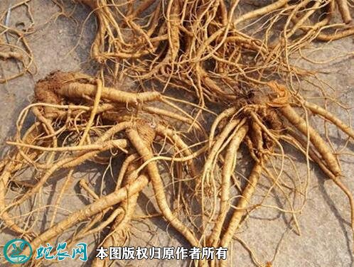2021年2月27日云南野当归价格行情、今日云南野当归多少钱一斤？