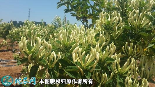 2021年2月27日树型金银花价格行情、今日树型金银花金花3号多少钱一斤?