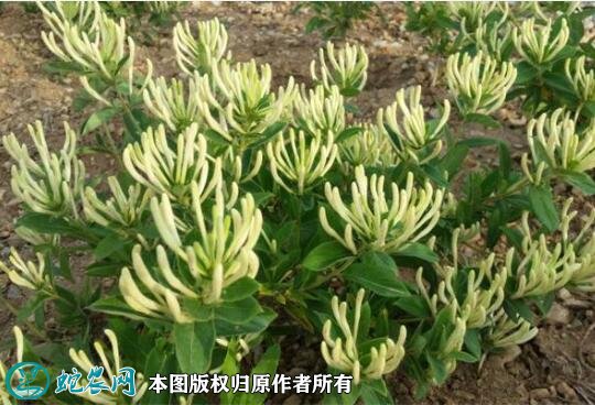 2021年2月28日北花1号金银花价格行情、今日北花1号金银花多少钱一斤？