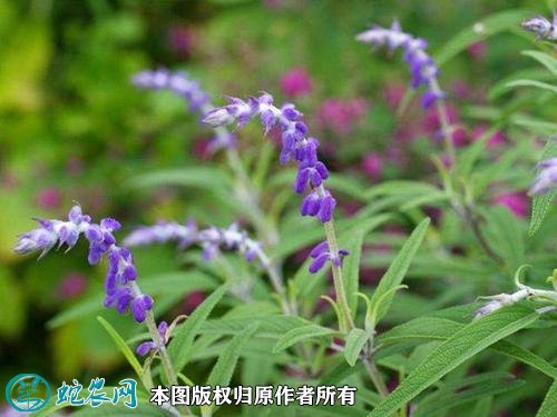 2021年2月28日紫花丹参价格行情、今日紫花丹参多少钱一斤?