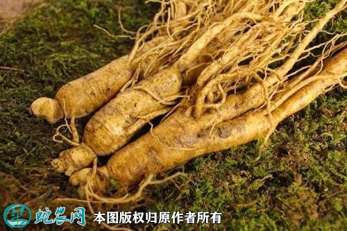 2021年2月28日园参价格行情、今日园参多少钱一斤?