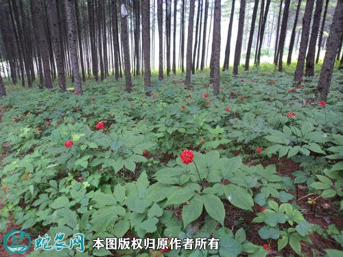 2021年2月28日林下参价格行情、今日林下参多少钱一斤?