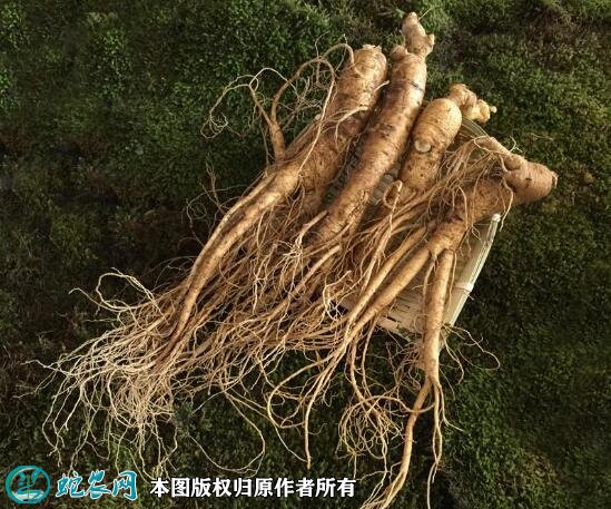 2021年2月28日边条参价格行情、今日边条参多少钱一斤?