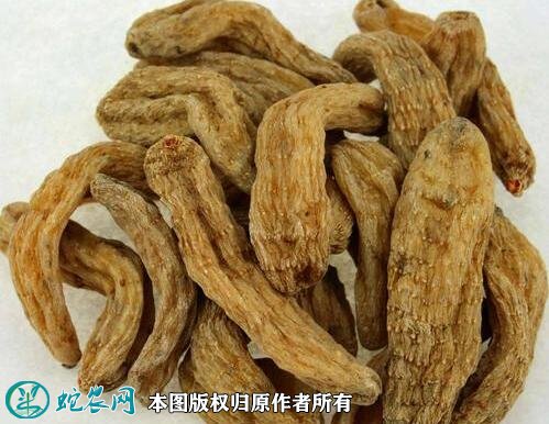 2021年2月28日黄天麻价格行情、今日黄天麻多少钱一斤?
