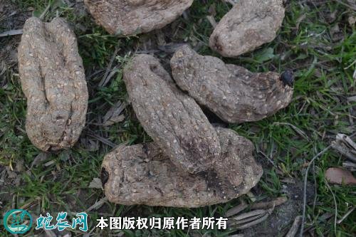 2021年2月28日乌天麻价格行情、今日乌天麻多少钱一斤?