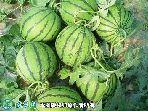 2021年3月1日京欣西瓜价格行情、今日京欣西瓜多少钱一斤?