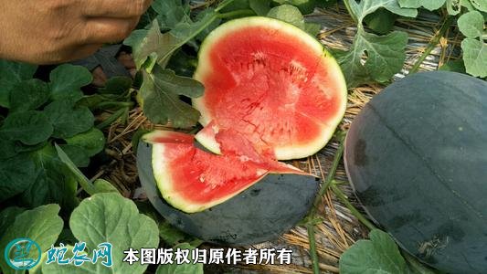 2021年3月1日无籽西瓜价格行情、今日无籽西瓜多少钱一斤?