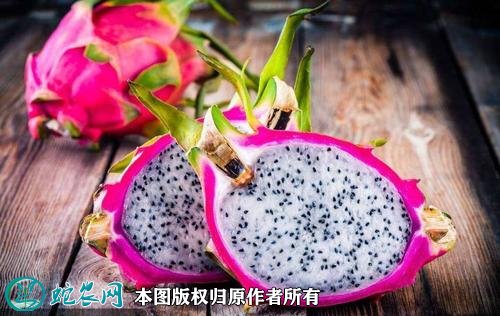 2021年3月1日白心火龙果价格行情、今日白肉火龙果多少钱一斤?