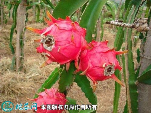 2021年3月1日红皮红肉火龙果价格行情、今日红皮红肉火龙果多少钱一斤？