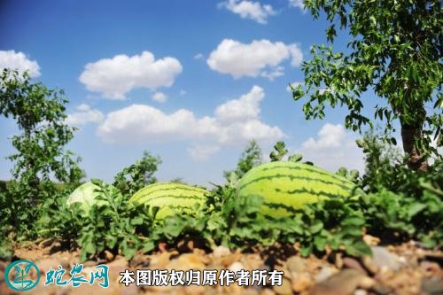 2021年3月1日硒砂瓜价格行情、今日硒砂瓜多少钱一斤?