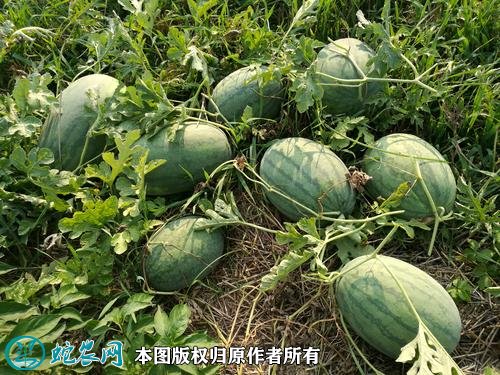 2021年3月1日龙卷风西瓜价格行情、今日龙卷风西瓜多少钱一斤?