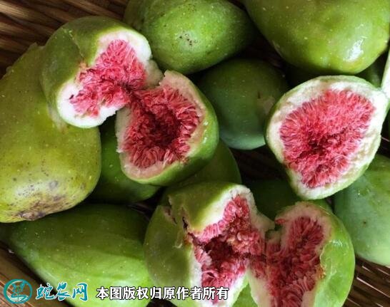 2021年3月2日威海青皮无花果价格行情、今日威海青皮无花果多少钱一斤?