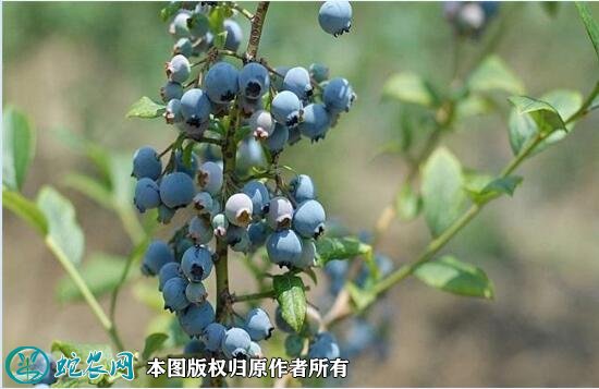 2021年3月2日蓝莓价格行情、今日各种蓝莓多少钱一斤?