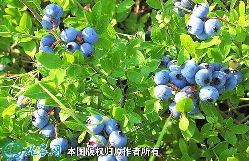 2021年3月2日野生蓝莓价格行情、今日野生蓝莓多少钱一斤？