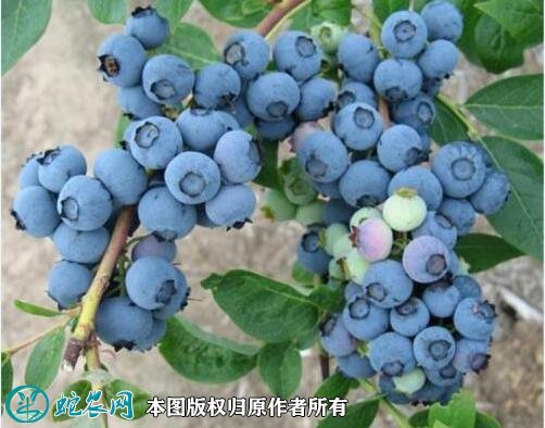 2021年3月2日北陆蓝莓价格行情、今日北陆蓝莓多少钱一斤?