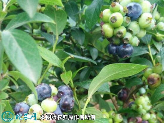 2021年3月2日奥尼尔蓝莓价格行情、今日奥尼尔蓝莓多少钱一斤?
