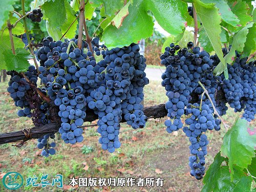 2021年3月2日酿酒葡萄价格行情、今日酿酒葡萄多少钱一斤?
