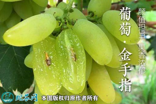2021年3月2日金手指葡萄价格行情、今日金手指葡萄多少钱一斤?