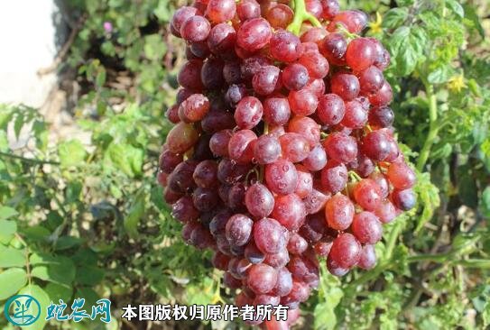 2021年3月2日红宝石葡萄价格行情、今日红宝石无核葡萄多少钱一斤?