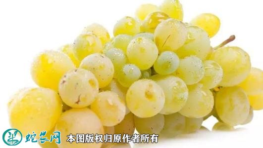 2021年3月2日水晶葡萄价格行情、今日水晶葡萄多少钱一斤?