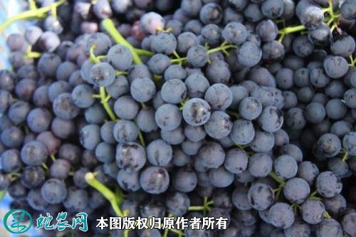 2021年3月2日夏黑葡萄价格行情、今日夏黑葡萄多少钱一斤?