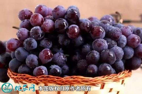 2021年3月2日玫瑰香葡萄价格行情、今日玫瑰香葡萄多少钱一斤?