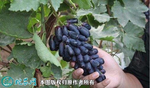 2021年3月2日蓝宝石葡萄价格行情、今日蓝宝石葡萄多少钱一斤?