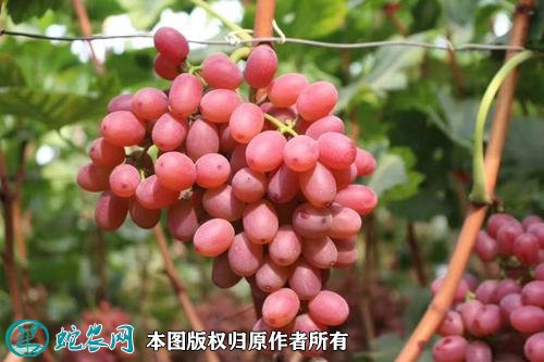 2021年3月2日克伦生葡萄价格行情、今日克伦生葡萄多少钱一斤?