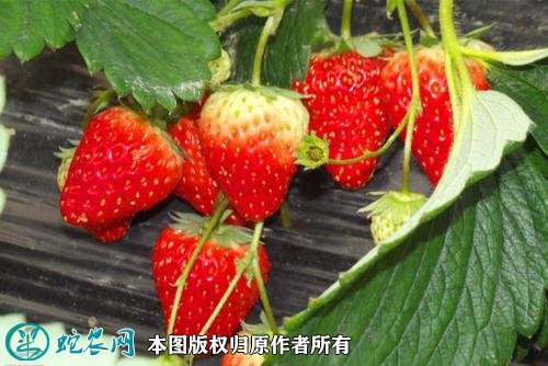 2021年3月2日草莓价格行情、今日各种草莓多少钱一斤?