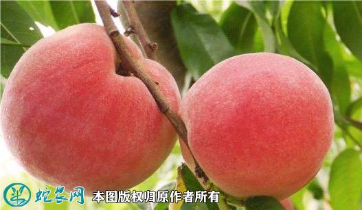 2021年3月3日桃子价格行情、今日各种桃子多少钱一斤？