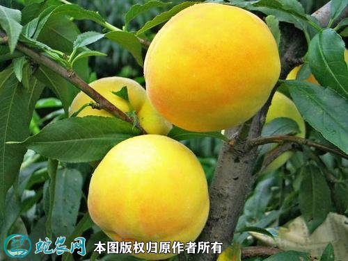 2021年3月3日黄桃价格行情、今日各种黄桃多少钱一斤?